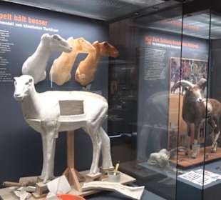 Museum der Naturkunde