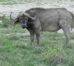 Amboseli