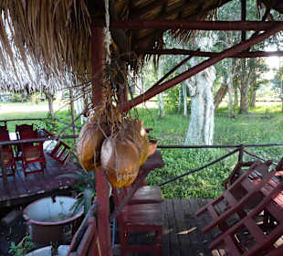 Krokodilfarm