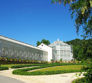Die schönsten Palmen im Palmenhaus