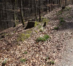Waldkulturerbe Neuweiler Viehweide