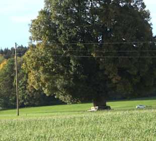 Friedenseiche Kohlstetten