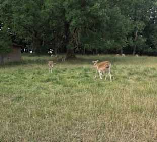 Wildgehege Holzelfingen