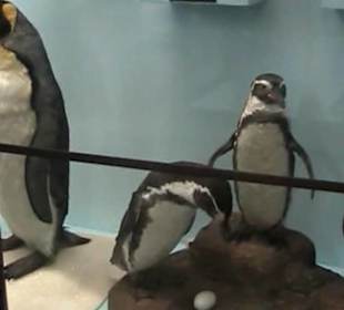 Naturhistorisches Museum