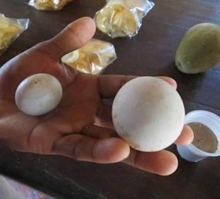 Das sind die Eier der Schildkröten