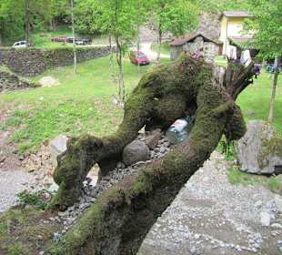 Forellenfarm und Agriturismo Punt di Reseg
