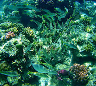 Man ganze Fischschwärme sehen