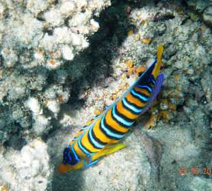 Подводный мир рифа Хилтона