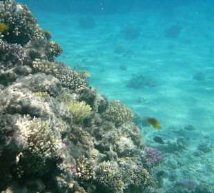 Schnorchelausflug im Roten Meer