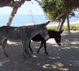 Die gehören zum Museum