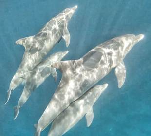 Simsim Dezember 2019