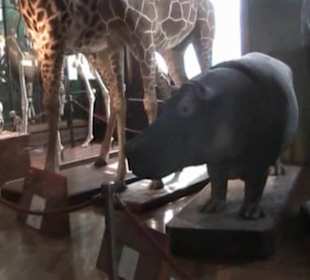 Naturhistorisches Museum