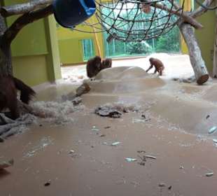 Tierpark Hellabrunn - Welt der Affen