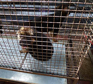 Auch lebende Tiere, nicht jedermanns Sache