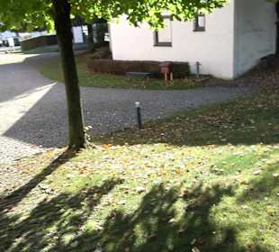 Alte Pfarrkirche St. Laurentius Thalfingen