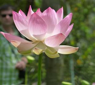 Botanischer Garten "Pamplemousses"