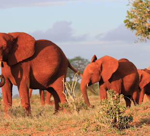 Rote Elefanten in Tsavo Ost