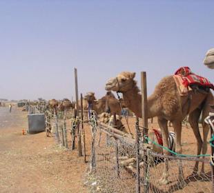Kamelmarkt