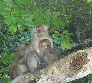 Monkye Island 