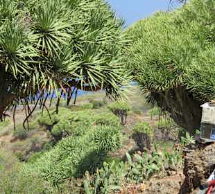 Inselrundfahrt La Palma