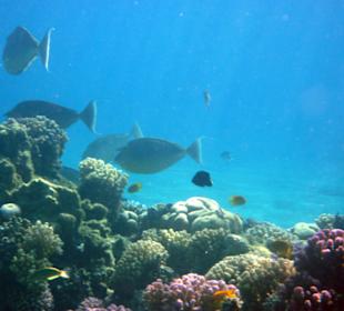 Kurznasen Doktorfische