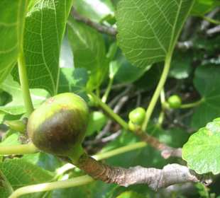 Feigen, Mandelbäume, Papayas ..was kommt noch?