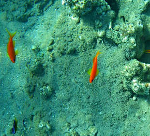 Bradáč šupinoploutvý