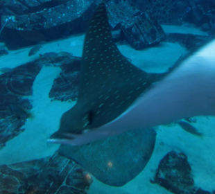 Wunderbare Unterwasserwelt