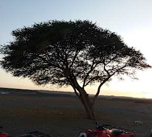 Quad Tour Marsa Alam