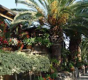 Bepflanzung des Weges