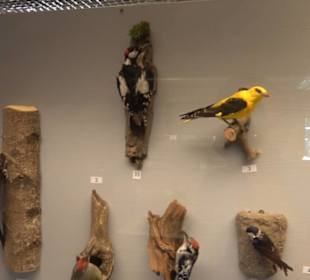 Natur- und Jagdmuseum