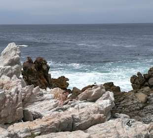 Pinguine und Kormorane