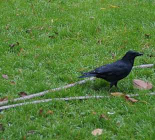 Parkanlage Planten un Blomen