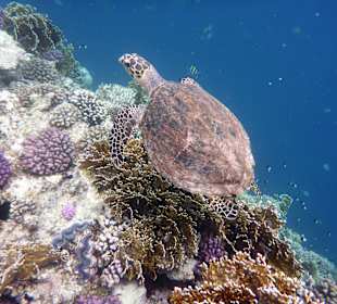 Schnorcheln El Quseir