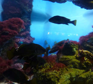 Tolle Unterwasserwelt