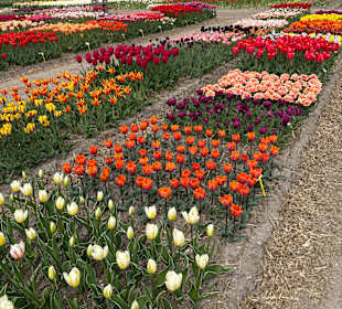 Floratuin Julianadorp