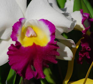 Farma orchidei