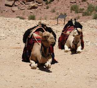 Spacer po Mieście Wykutym w Skale - Petra