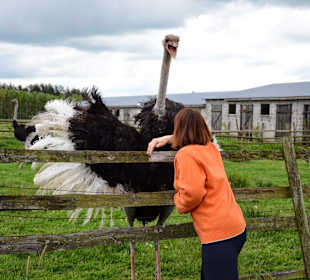 Struś - ferma "Eurostruś"