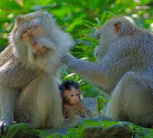 Ubud-Monkey Forest
