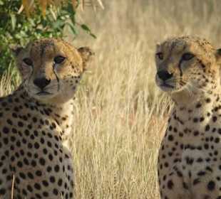 Geparden Brüder
