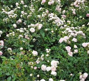Rundgang durch den Rosengarten