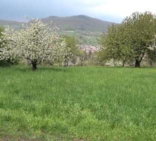 Kirschenheimat