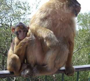 Affen