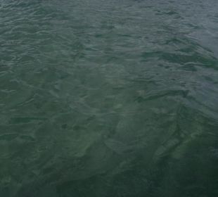 Ausflug Glasbodenboot Diani Beach