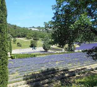 Abtei Sénanque
