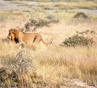 Etosha- Nationalpark