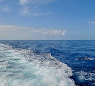 Delphin Safaritour von Morgan aus