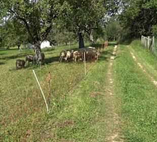 Hochgehnießen - Premiumspazierwanderweg