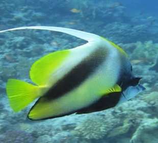 Scuba diving and snorkeling in Hurghada 